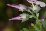 Ramping fumitory